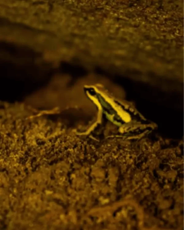 Full Day Pucayaquillo